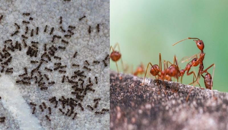 What is meaning of Black ants and red ants coming inside house vastu benefits ans