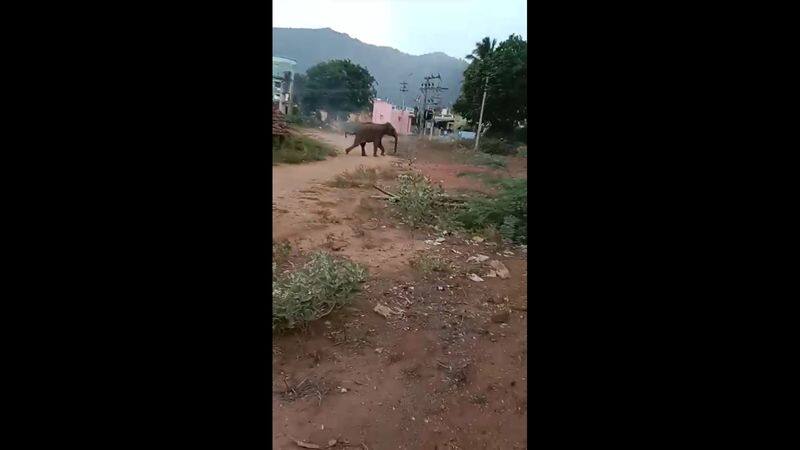 wild elephant chases people at thadagam in coimbatore vel