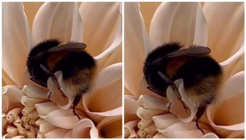 video of bee fell asleep on a flower went viral bkg 