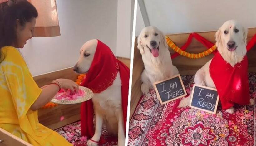 Viral video: Golden Retriever's pet parent throws baby shower for expecting dog, netizens can't keep calm