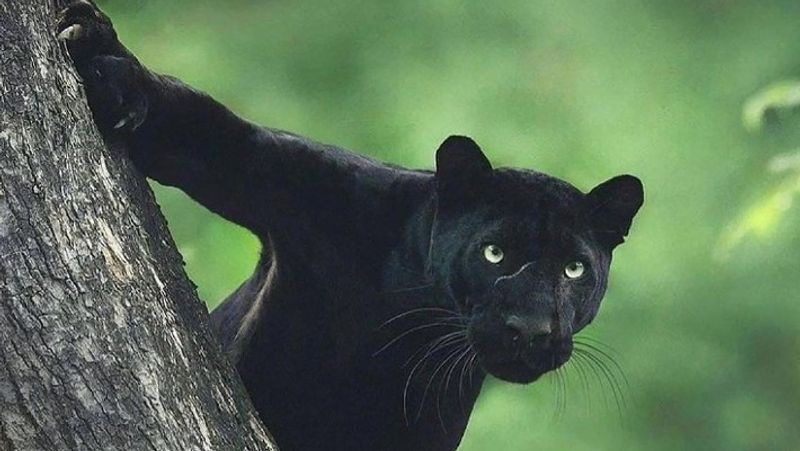 Black panther roaming around the house in the middle of the night, video viral - bsb