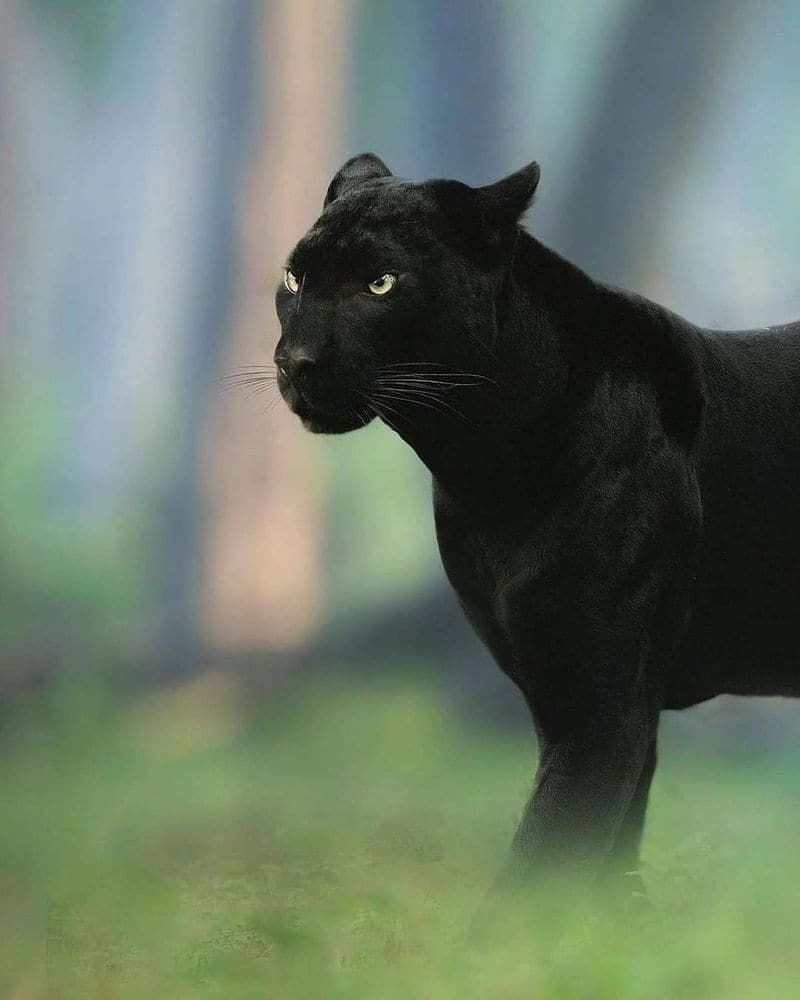 black panther enters residential area in nilgiris district vel