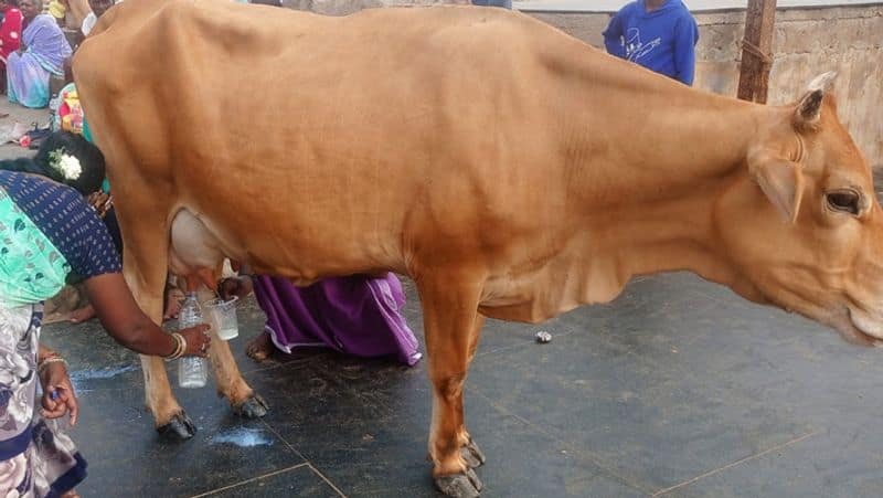 Miracle in Tiruchendur Murugan temple.. Cow that produced milk by itself tvk