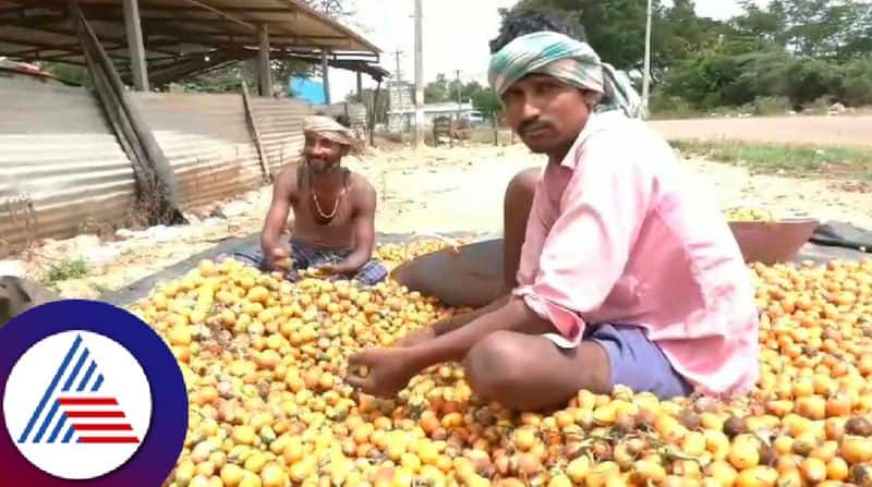 Chitradurga groundnut growers are in trouble due to lack of rain rav