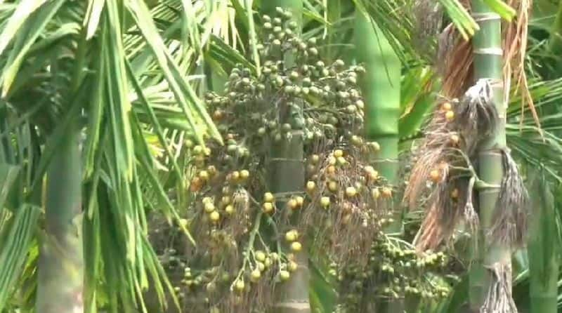 Chitradurga groundnut growers are in trouble due to lack of rain rav