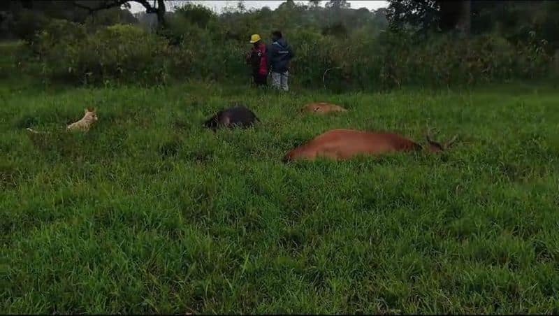 Power line fell and 5 cattle died on the spot At Kodagu district gvd