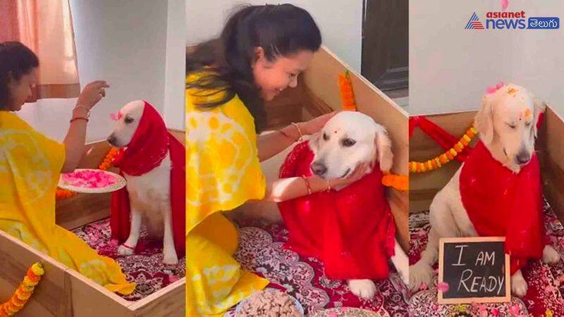 Family Celebrates baby shower for dog ram 