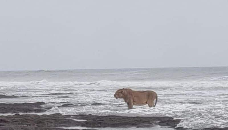 lonely lion spotted in arabian sea coast hyp