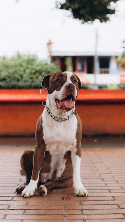 Pit Bull Terrier