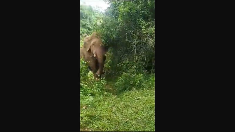 forest officer chase forest elephant in nilgiris video goes viral vel