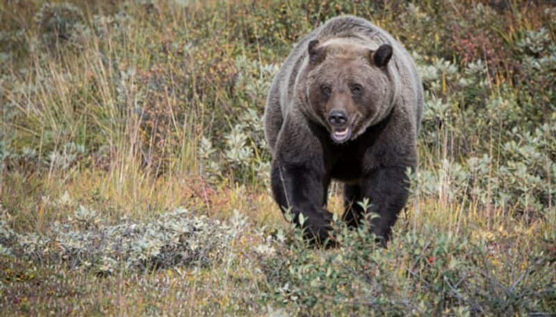 pair of bears roaming residential area in coonoor video goes viral vel