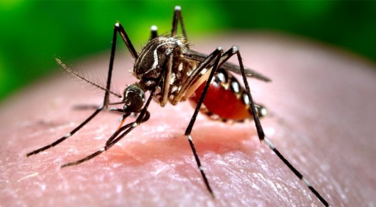 National Dengue Day 2024: Important signs, symptoms and complications of severe dengue RBA