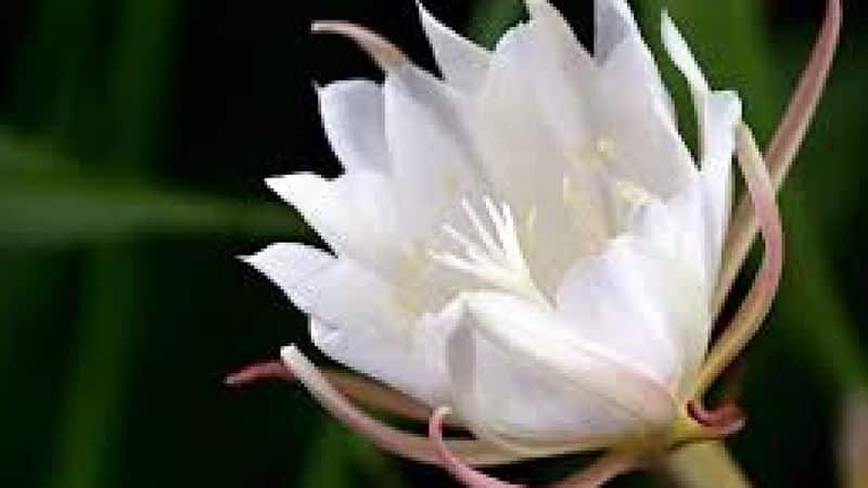 brahma kamal keeping this white flower at home is good luck to shine suh