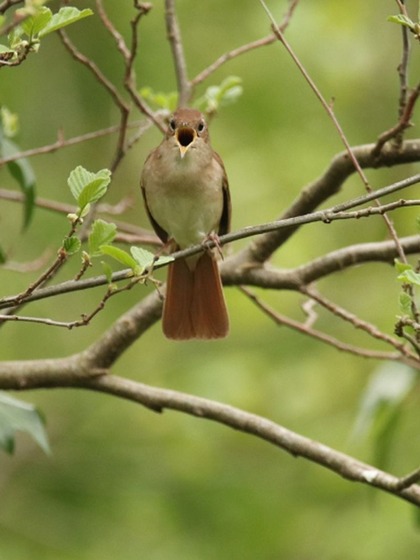Common Nightingale