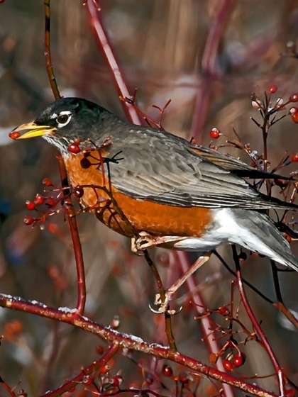 American Robin