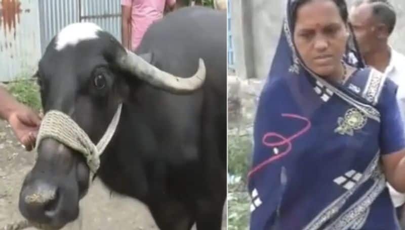 Maharashtra Buffalo Swallowed a gold mangalsutra do you know how doctors got it out ans