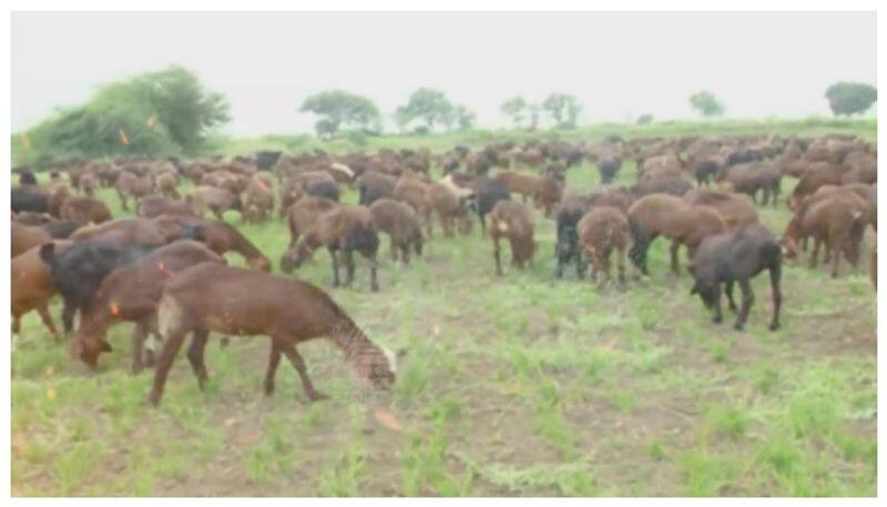 raichur farmers destroying crops for no rain nbn