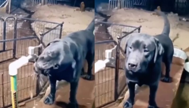 dog turns off tap after drinking water the video going viral hyp