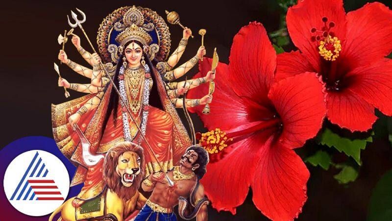 Navratri 2023 offer red hibiscus to goddess durga in navratri it will bring these benefits suh