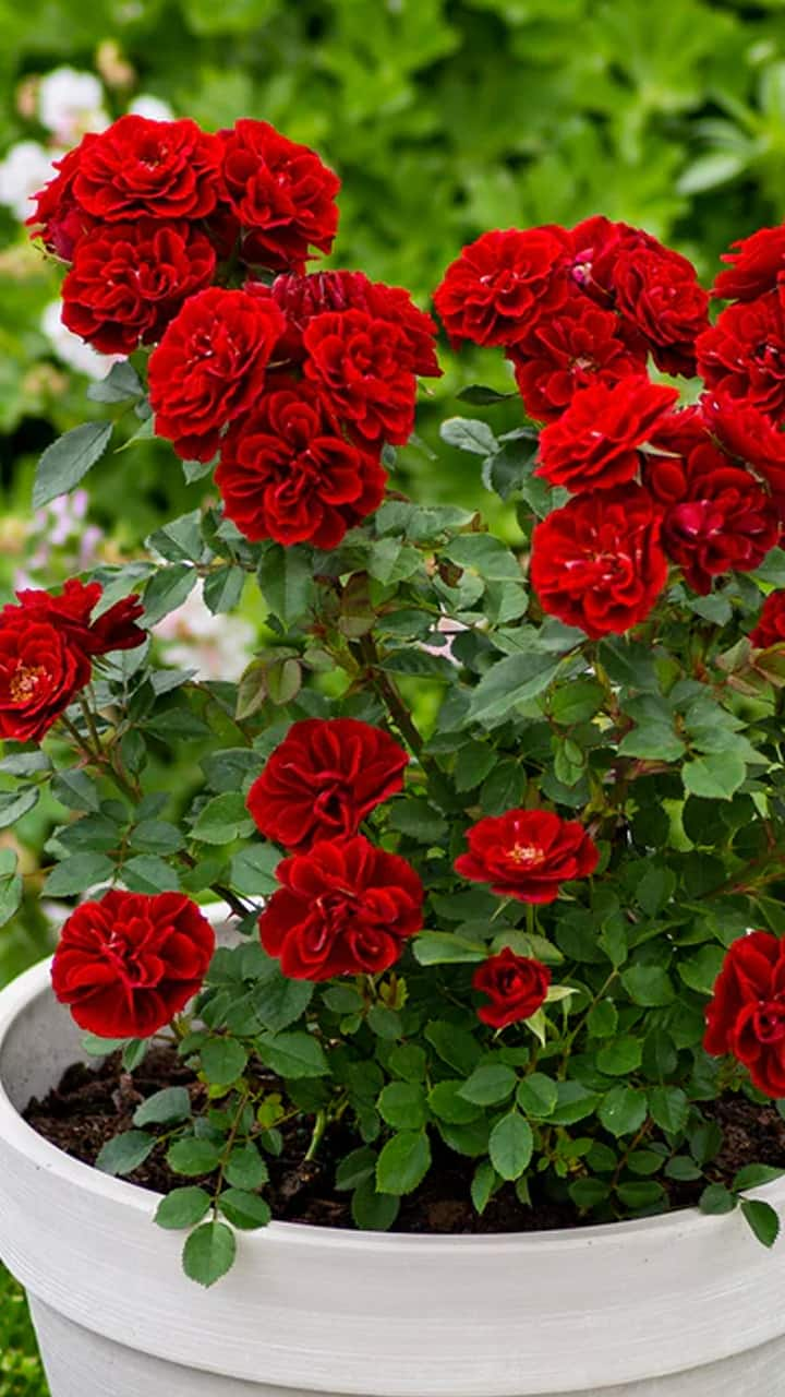  How to use Epsom salt for rose plants rsl