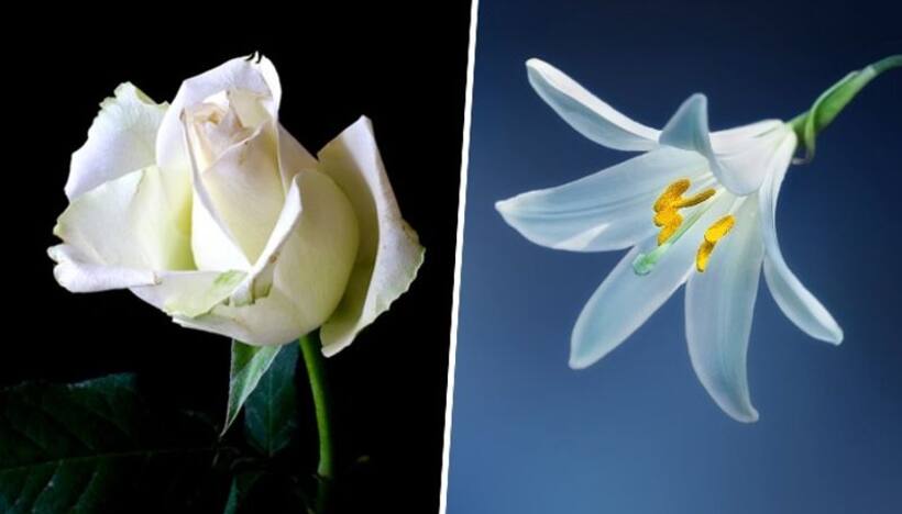 Lily to Rose: 7 enchanting white flowers