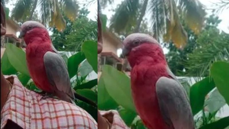 Hyderabad police Reunited Missing Australian Parrot with Owner akb