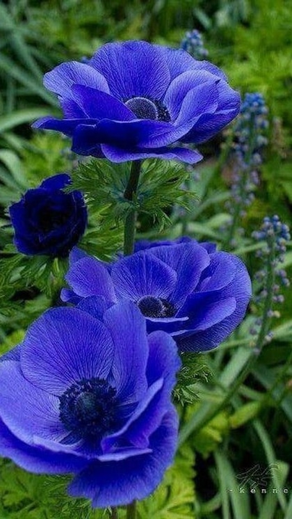 <p>Blue Himalayan Poppy एक रेयर फूल है। जिसे आसानी से नहीं खरीदा जा सकता। ये हिमालय की घाटियों पर उगते हैं इनका नीला कलर  खूब पसंद आता है। इसकी कीमत हजार से लाख के बीच में जाती है। </p>
