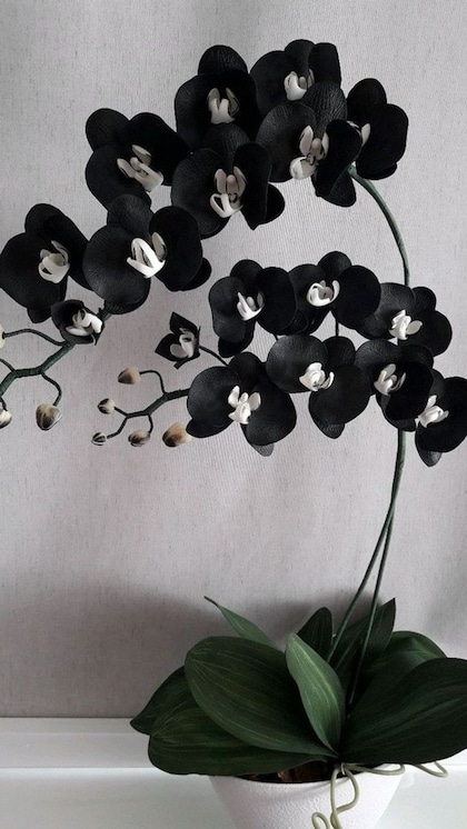 <p>Black Orchid दिखने में सुंदर और लग्जिरियस होते हैं। ये इंसानों में एक्ट्रेटिवनेस को बढ़ाते हैं। इस फूल की कीमत लाखों में होती है। </p>

<p> </p>

<p> </p>

<p> </p>
