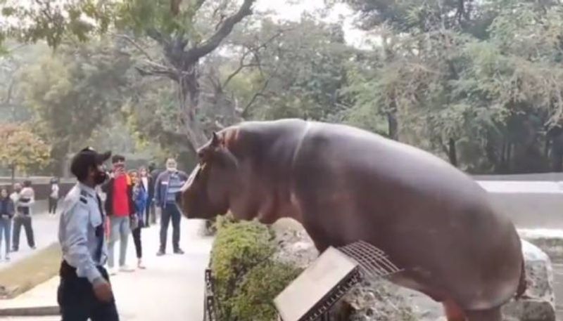 security guard slaps Hippo video viral rlp