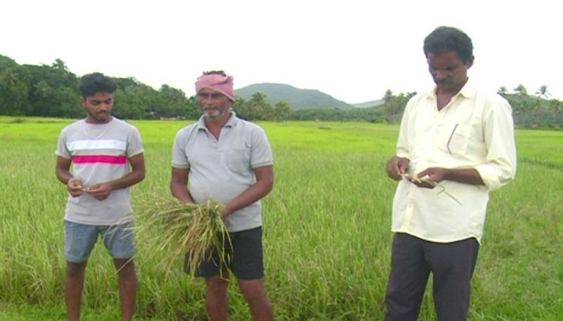 Farmers Faces Problems For Crop Disease in Uttara Kannada grg