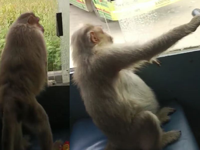 monkey travelled in bus at haveri gvd