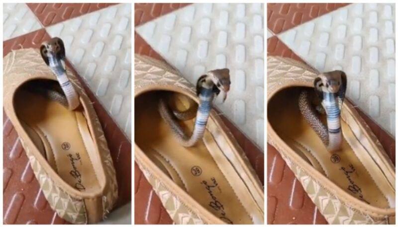 tried to put on the shoes the snake raised its head viral video bkg 