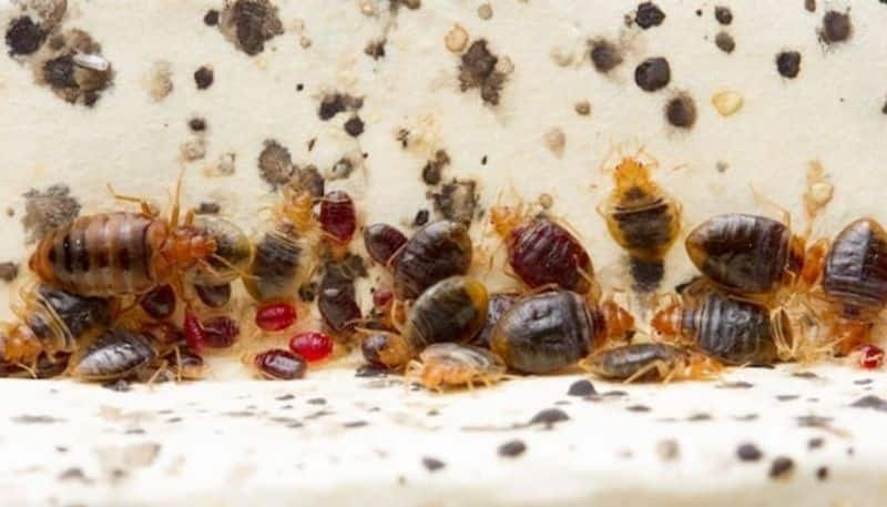 paris city face huge crisis after bedbugs spread all over the city hyp