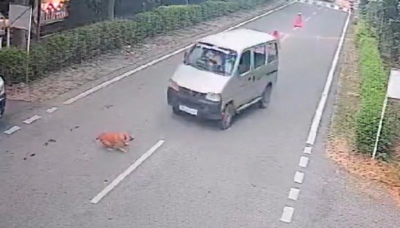 Car driver in noida slammed a stray dog Deliberately police field complaint using cctv footage ans