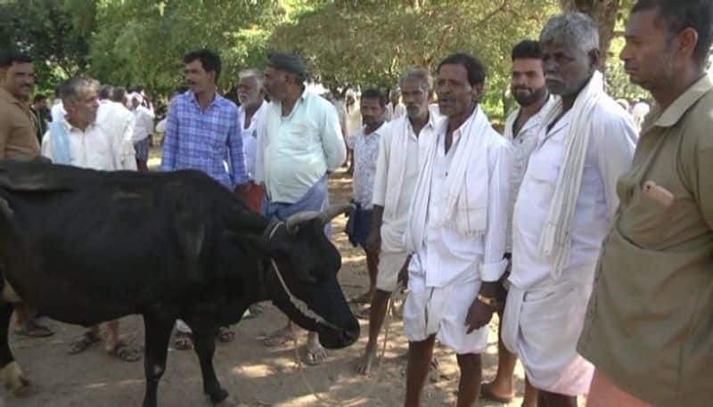 No Fodder for the Cattle Due to Drought in Chamarajanagara grg