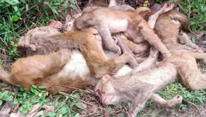 Over 100 monkeys found dead in Munigadapa village Siddipet KRJ