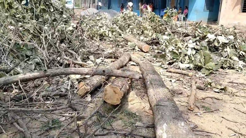 In Tirupattur district, there was a commotion because the headmaster cut down a tree that had been maintained for 50 years vel