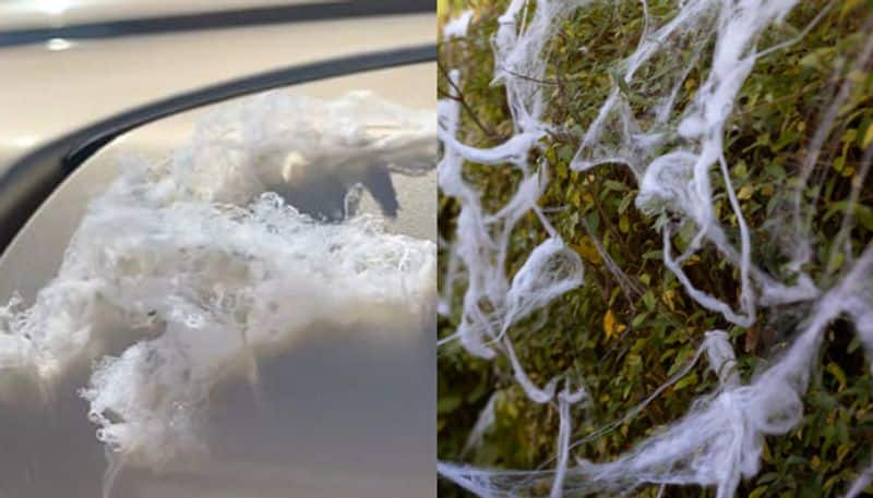 Spider web like substance fall from sky in california surprise for localities etj