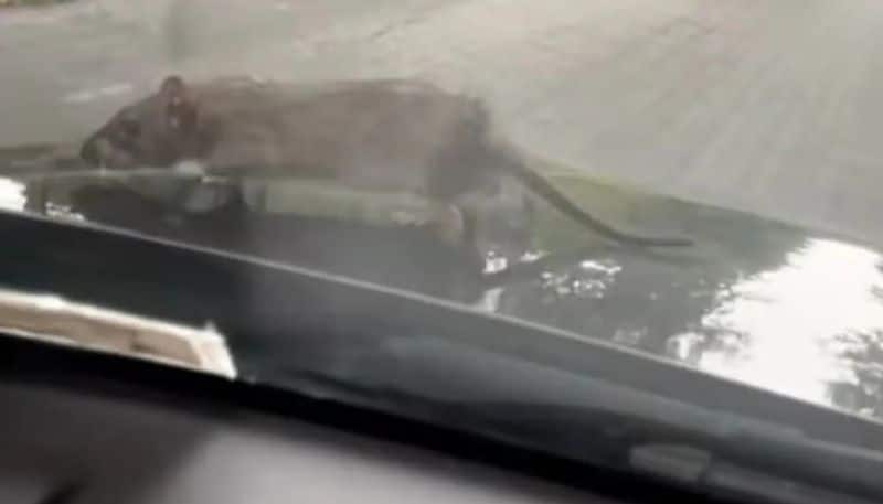 rat travels on hood of car video going viral hyp