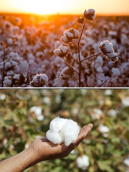 World Cotton Day 2023: 7 reasons to choose cotton over synthetic