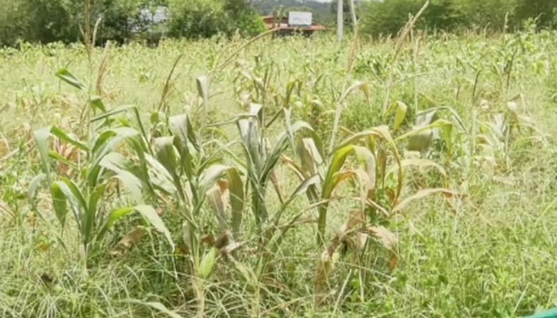 Crop Loss in 5966 Hectare area due to Lack of Rain in Kodagu grg 