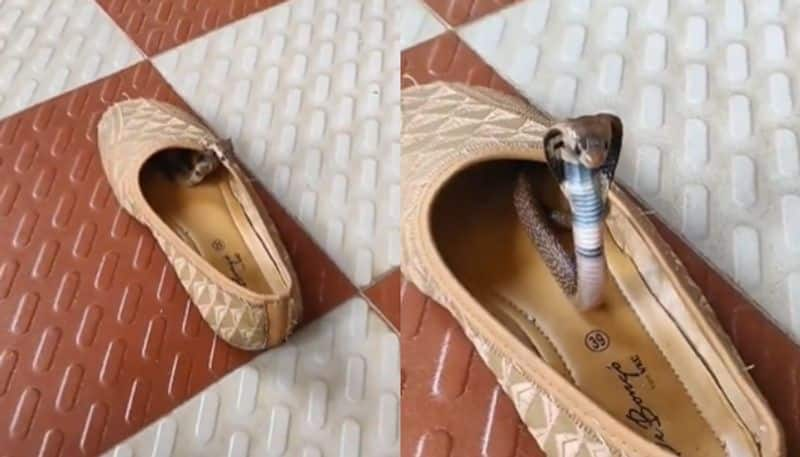 cobra spotted inside a shoe the video going viral hyp