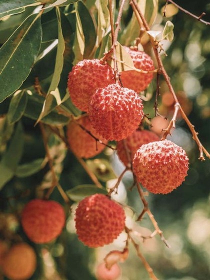 Lichi