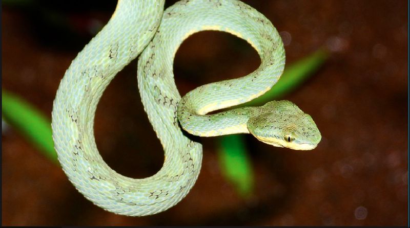 Bamboo pit viper rare snake discovered in Chikmagalur today rav