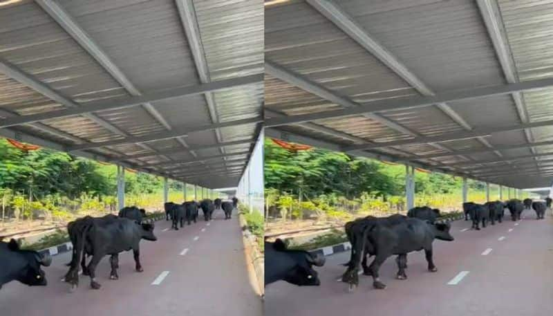 buffalos walking in solar cycling track at hyderabad's orr ksp