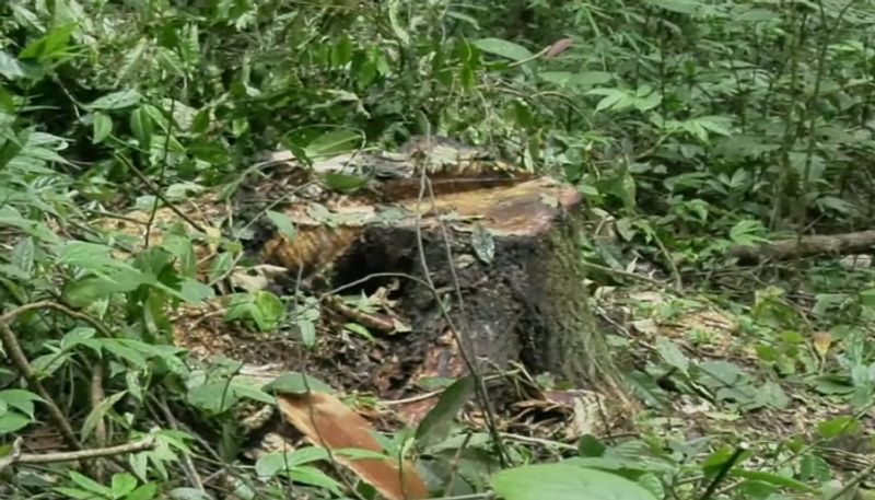 Looting of Trees in Kodagu Forest grg