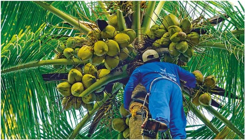 If you are not getting a labourer for harvesting from coconut tree you contact this call centre