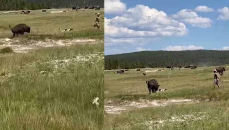 woman play dead to escape from a bison viral video rlp