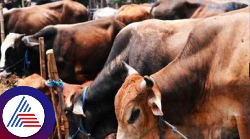 attempt to sell illegal beef the accused escaped at kundapur rav