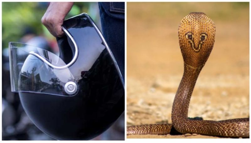 Venomous Cobra Found Inside Helmet At Thrissur prn